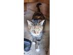 Adopt Pumpkin a Gray or Blue Domestic Shorthair / Mixed (short coat) cat in