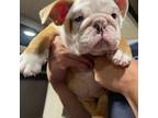 Bulldog Puppy for sale in Oklahoma City, OK, USA