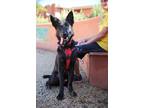 Adopt Teak a German Shepherd Dog / Mixed dog in Albuquerque, NM (38639041)