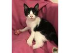 Adopt Bumpkin a Black & White or Tuxedo Domestic Shorthair / Mixed (short coat)