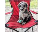 Aussiedoodle Puppy for sale in Lake Butler, FL, USA