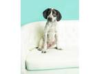 Adopt Clovis a White - with Gray or Silver Beagle / Bluetick Coonhound / Mixed
