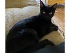 Adopt Brondo a All Black Bombay / Mixed (short coat) cat in Magnolia Springs