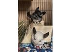 Adopt Maia and Misha a Chinchilla (short coat) small animal in Aurora