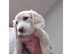 Dachshund Puppy for sale in Interlochen, MI, USA