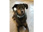Adopt Wally a Doberman Pinscher dog in Windsor, CO (38900567)