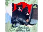 Adopt Mama Sage and Baby Basil a Black & White or Tuxedo Domestic Shorthair /