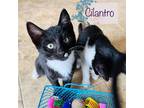 Adopt Parsley and Cilantro - adorable sisters a Black & White or Tuxedo Domestic