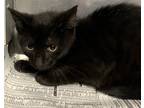 Adopt Danya a All Black American Shorthair (short coat) cat in Heathsville