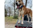 Adopt Thunder a German Shepherd Dog, Akita