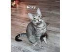 Adopt Roxy [CP] a Gray, Blue or Silver Tabby Domestic Shorthair / Mixed (short