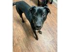 Adopt Flynn a Black - with Tan, Yellow or Fawn Hound (Unknown Type) / Pit Bull