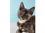 Adopt Sybil a Black (Mostly) Domestic Shorthair / Mixed (short coat) cat in