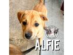 Adopt Alfie Crumbles Parsons a Tan/Yellow/Fawn American Pit Bull Terrier dog in