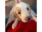 Goldendoodle Puppy for sale in Kent, WA, USA