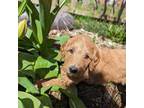 Goldendoodle Puppy for sale in Kent, WA, USA