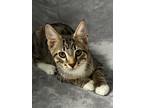 Adopt Harvey a Brown Tabby Domestic Shorthair (short coat) cat in Huntsville