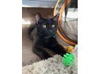 Adopt James a All Black Domestic Shorthair (short coat) cat in Louisville