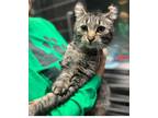 Adopt Dexter a American Curl