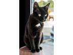 Adopt Munch - KBC a Black (Mostly) Domestic Shorthair / Mixed (short coat) cat