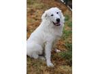 Adopt Kyron a White Great Pyrenees / Mixed dog in Southlake, TX (38821092)