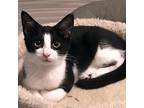 Adopt Weebles a Black & White or Tuxedo Domestic Mediumhair / Mixed cat in