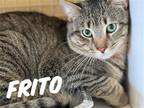 Adopt Frito a Brown Tabby Domestic Shorthair / Mixed (short coat) cat in