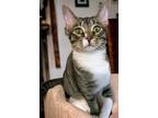 Adopt Justice a Brown Tabby Domestic Shorthair / Mixed (short coat) cat in
