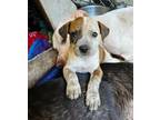 Adopt Omega a Hound (Unknown Type) / Beagle / Mixed dog in WAYNESVILLE