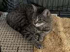 Adopt SWEET PEA a Domestic Shorthair / Mixed (short coat) cat in Northfield