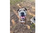 Adopt Rosco a Pit Bull Terrier dog in Orlando, FL (38743071)