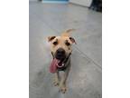 Adopt Mustard a Tan/Yellow/Fawn Black Mouth Cur / Mixed dog in Orlando