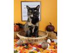 Adopt Shelia a Black (Mostly) Domestic Longhair / Mixed (long coat) cat in