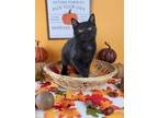 Adopt Rosaline a All Black Domestic Shorthair / Mixed (short coat) cat in
