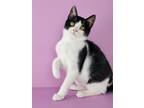 Adopt Mabel a Black & White or Tuxedo Domestic Shorthair / Mixed (short coat)