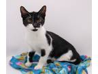 Adopt Milo XI a Black & White or Tuxedo Domestic Shorthair / Mixed cat in