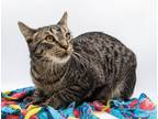 Adopt Samu a Domestic Shorthair / Mixed cat in Muskegon, MI (38844693)