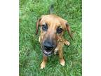 Adopt Stevie Budd ~ meet me! a Red/Golden/Orange/Chestnut Redtick Coonhound /