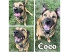 Adopt Coco - SPONSORED a Brown/Chocolate - with Black Shepherd (Unknown Type) /