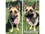 Adopt Alcatraz a Brown/Chocolate - with Black German Shepherd Dog / Mixed dog in