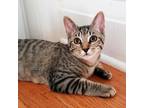 Adopt Rio De Janeiro Harbor a Brown or Chocolate Domestic Shorthair / Mixed cat