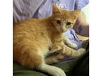 Adopt Yancey a Orange or Red Tabby Domestic Shorthair / Mixed cat in Candler
