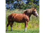 Adopt Paprika a Draft / Mixed horse in Quakertown, PA (38622724)