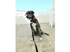 Adopt Brannon a Plott Hound / Labrador Retriever / Mixed dog in Ocala