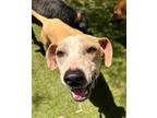 Adopt Frihet a Beagle / Basenji / Mixed dog in San Diego, CA (38711516)