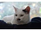 Adopt Jo a Domestic Shorthair (short coat) cat in Denver, CO (38882866)