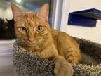 Adopt Cheeto a Domestic Shorthair (short coat) cat in Denver, CO (38758301)