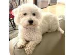 Adopt Pebbles #451 a Bichon Frise / Mixed dog in Placentia, CA (38802146)