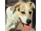 Adopt Ranger a White - with Tan, Yellow or Fawn Mixed Breed (Medium) / Mixed dog