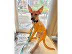 Adopt Augie Waller Cutie a Red/Golden/Orange/Chestnut Black Mouth Cur dog in